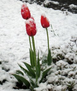 snow-covered tulips